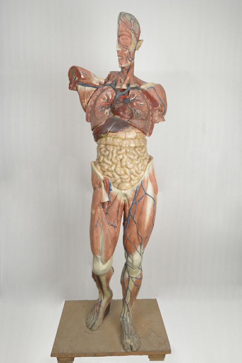 MHSZ 16491 - Anatomisches Modell