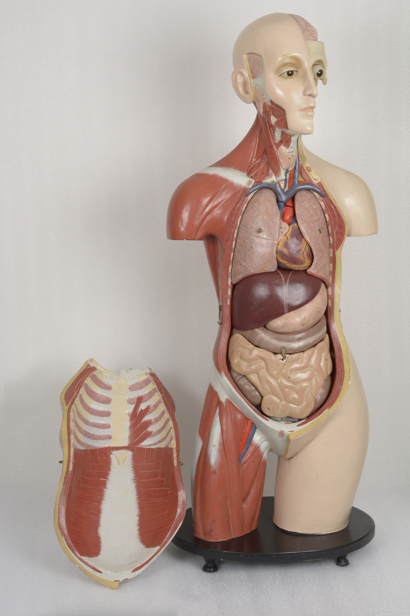 Anatomisches Modell (1930/40), Inventarnummer 12047
